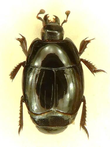 Réf. 201 428 : Atholus viennai